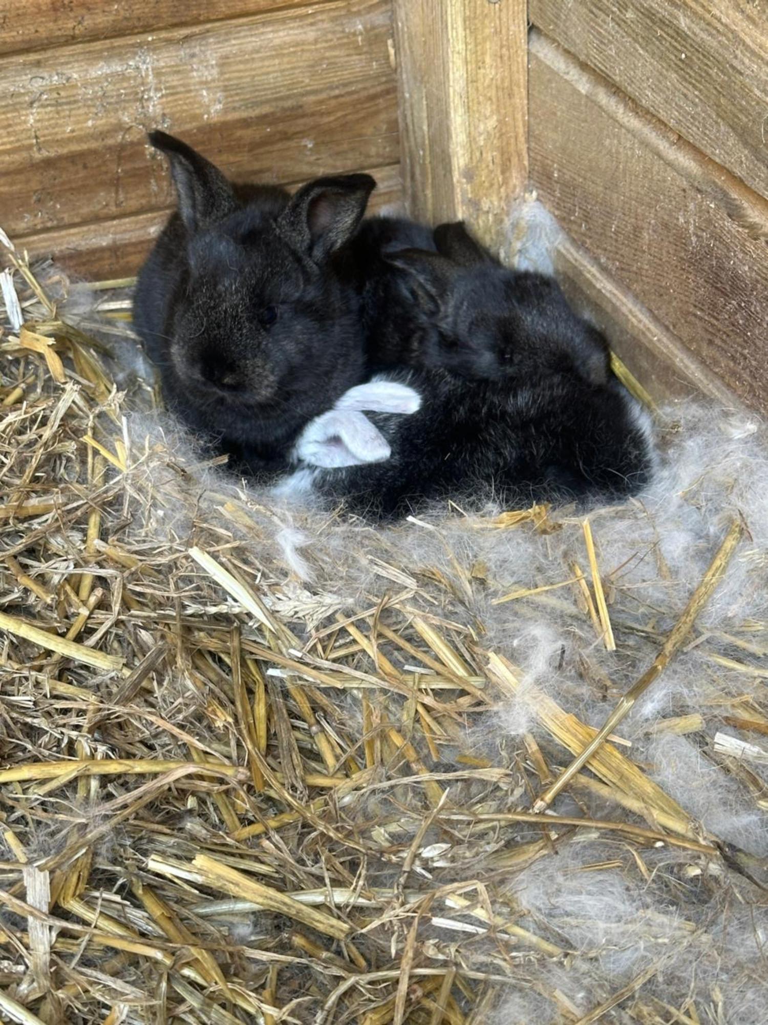 Fewo Im Reit- Und Ponyparadies Roos Halle  Kültér fotó